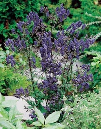 Monnikskap (Aconitum Henryi 'Spark's Variety') D 11 H 10 Cm