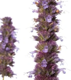 Dropplant (Agastache 'Blue Fortune') D 11 H 10 Cm -Tuin Planten Winkel 8713469131216 2 1