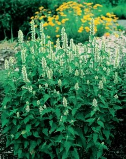 Dropplant (Agastache Rugosa 'Alabaster') D 11 H 20 Cm -Tuin Planten Winkel 8713469131346