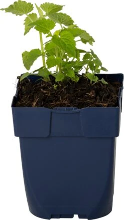 Dropplant (Agastache Rugosa 'Alabaster') D 11 H 20 Cm