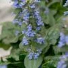 Zenegroen (Ajuga Reptans 'Catlin's Giant') D 11 H 25 Cm -Tuin Planten Winkel 8713469132343