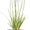 Knoflookbieslook (Allium Tuberosum) D 11 H 10 Cm 2 Knoflookbieslook (Allium Tuberosum) D 11 H 10 Cm -Tuin Planten Winkel 8713469142304
