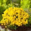 Schildzaad (Alyssum Montanum) D 11 H 10 Cm -Tuin Planten Winkel 8713469144131 2 1