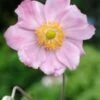 Herfstanemoon (Anemone Hybride 'Konigin Charlotte') D 11 Cm -Tuin Planten Winkel 8713469151405
