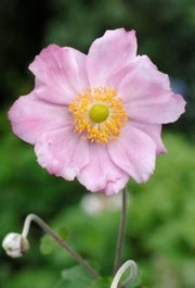 Herfstanemoon (Anemone Hybride 'Konigin Charlotte') D 11 Cm 3 Herfstanemoon (Anemone Hybride 'Konigin Charlotte') D 11 Cm