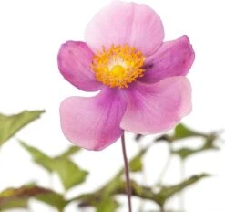 Herfstanemoon (Anemone Hybrida 'Pamina') D 11 H 70 Cm -Tuin Planten Winkel 8713469151870 2