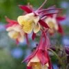 Akelei (Aquilegia 'Crimson Star') D 11 H 60 Cm