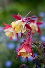 Akelei (Aquilegia 'Crimson Star') D 11 H 60 Cm