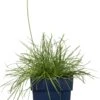 Engels Gras (Armeria Maritima 'Alba') D 11 H 10 Cm -Tuin Planten Winkel 8713469165310 2 3 1