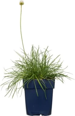 Engels Gras (Armeria Maritima 'Alba') D 11 H 10 Cm