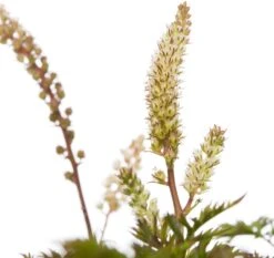 Geitenbaard (Aruncus Aethusifolius) D 11 H 10 Cm -Tuin Planten Winkel 8713469169257 2 1