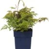 Geitenbaard (Aruncus Aethusifolius) D 11 H 10 Cm -Tuin Planten Winkel 8713469169257 3 1