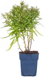 Alpenaster (Aster Alpina 'Happy End') D 11 H 20 Cm