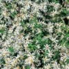 Aster (Aster Divaricatus) D 11 H 60 Cm -Tuin Planten Winkel 8713469176996