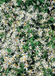 Aster (Aster Divaricatus) D 11 H 60 Cm