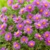 Aster (Aster Divaricatus 'Alice Haslam') D 11 H 40 Cm -Tuin Planten Winkel 8713469189330