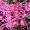 Aster (Aster Divaricatus 'Jenny') D 11 H 40 Cm
