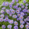 Aster (Aster Divaricatus 'Prof. Anton Kippenberg') D 11 H 40 Cm -Tuin Planten Winkel 8713469191180