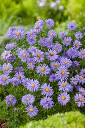 Aster (Aster Divaricatus 'Prof. Anton Kippenberg') D 11 H 40 Cm
