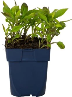 Aster (Aster Divaricatus 'Schneekissen') D 11 H 30 Cm