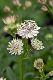 Zeeuws Knoopje (Astrantia Major 'Claret') D 11 H 70 Cm