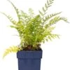 Vrouwtjesvaren (Athyrium Felix-femina) D 11 H 10 Cm 1 Vrouwtjesvaren (Athyrium Felix-femina) D 11 H 10 Cm -Tuin Planten Winkel 8713469209281 3 1