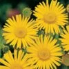 Koeienoog (Buphthalmum Salicifolium) D 11 H 10 Cm -Tuin Planten Winkel 8713469221986 3 1