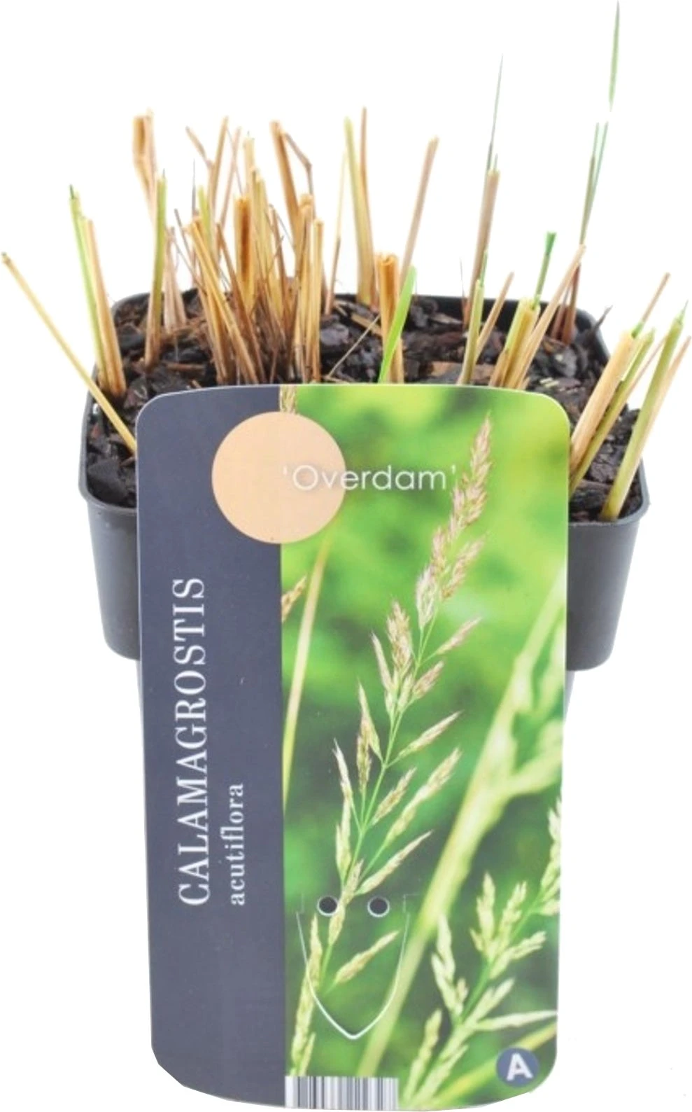 Struisriet (Calamagrostis Acutiflora 'Overdam') D 17 H 10 Cm 3 Struisriet (Calamagrostis Acutiflora 'Overdam') D 17 H 10 Cm