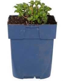 Steentijm (Calamintha Nepeta 'Nepeta') D 11 H 15 Cm 3 Steentijm (Calamintha Nepeta 'Nepeta') D 11 H 15 Cm