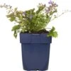 Klokjesbloem (Campanula Garganica) D 11 H 10 Cm -Tuin Planten Winkel 8713469229364