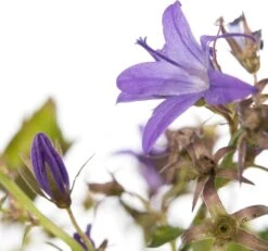 Klokjesbloem (Campanula Garganica) D 11 H 10 Cm -Tuin Planten Winkel 8713469229364 2