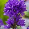 Kluwenklokje (Campanula Glomerata) D 11 H 10 Cm -Tuin Planten Winkel 8713469229722 3 1
