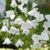 Perzikbladklokje (Campanula Persicifolia 'Alba') D 11 H 80 Cm -Tuin Planten Winkel 8713469232487
