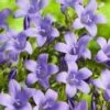 Klokjesbloem (Campanula Portenschlagiana) D 11 H 15 Cm 1 Klokjesbloem (Campanula Portenschlagiana) D 11 H 15 Cm -Tuin Planten Winkel 8713469233989