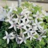 Kruipklokje (Campanula Poscharskyana 'E.H. Frost') D 11 H 15 Cm -Tuin Planten Winkel 8713469234412