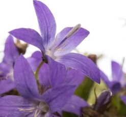 Kruipklokje (Campanula Poscharskyana 'Stella') D 11 H 10 Cm 5 Kruipklokje (Campanula Poscharskyana 'Stella') D 11 H 10 Cm -Tuin Planten Winkel 8713469234863 2