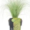 Zegge (Carex Comans 'Frosted Curls') D 17 H 30 Cm -Tuin Planten Winkel 8713469239851