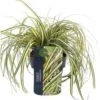 Zegge (Carex Oshimensis 'Evergold') D 17 H 40 Cm