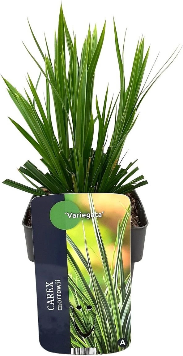 Japanse Zegge (Carex Morrowii 'Variegata') D 17 H 40 Cm 3 Japanse Zegge (Carex Morrowii 'Variegata') D 17 H 40 Cm