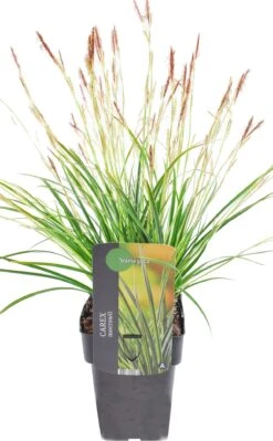 Japanse Zegge (Carex Morrowii 'Variegata') D 17 H 40 Cm 6 Japanse Zegge (Carex Morrowii 'Variegata') D 17 H 40 Cm -Tuin Planten Winkel 8713469241465 2