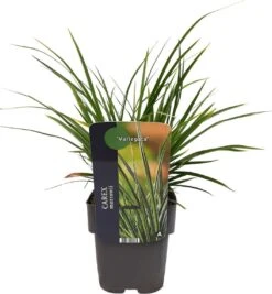 Japanse Zegge (Carex Morrowii 'Variegata') D 17 H 40 Cm 7 Japanse Zegge (Carex Morrowii 'Variegata') D 17 H 40 Cm -Tuin Planten Winkel 8713469241465 3