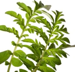 Korenbloem (Centaurea Dealbata) D 11 H 10 Cm -Tuin Planten Winkel 8713469243803 2 1