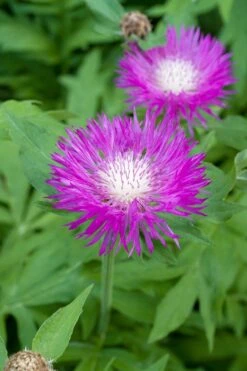 Korenbloem (Centaurea Dealbata) D 11 H 10 Cm -Tuin Planten Winkel 8713469243803 3 1