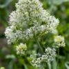 Spoorbloem (Centranthus Rubra 'Albus') D 11 H 60 Cm 2 Spoorbloem (Centranthus Rubra 'Albus') D 11 H 60 Cm -Tuin Planten Winkel 8713469246187