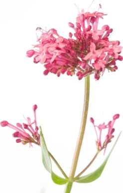Spoorbloem (Centranthus Ruber 'Coccineus') D 11 H 15 Cm -Tuin Planten Winkel 8713469246248 1
