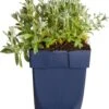 Hoornbloem (Cerastium Biebersteinii) D 11 H 15 Cm -Tuin Planten Winkel 8713469246699