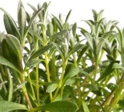 Hoornbloem (Cerastium Biebersteinii) D 11 H 15 Cm -Tuin Planten Winkel 8713469246699 2