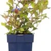 Loodkruid (Ceratostigma Plumbaginoides) D 11 H 10 Cm 1 Loodkruid (Ceratostigma Plumbaginoides) D 11 H 10 Cm -Tuin Planten Winkel 8713469247238 3 1