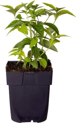 Schildpadbloem (Chelone Obliqua 'Alba') D 11 H 10 Cm