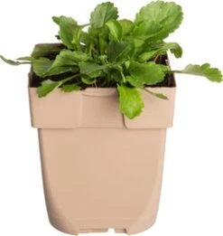 Margriet (Leucanthemum Vulgare) D 11 H 10 Cm